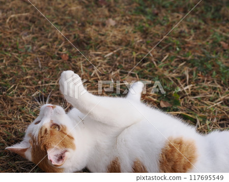 貓咪天真地玩耍的臉部表情和肢體動作 貓咪天真地玩耍的臉部表情和肢體動作 117695549