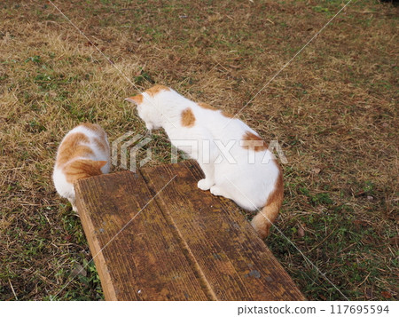 The facial expressions and body movements of a cat playing innocently 117695594