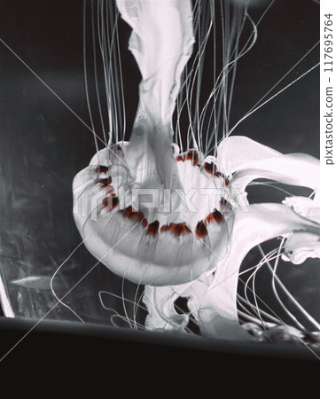 Ethereal Jellyfish in Vibrant Aquariums 117695764