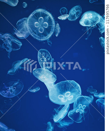 Ethereal Jellyfish in Vibrant Aquariums 117695766