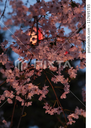 Sakura Blossoms: Day and Night Beauty Sakura Blossoms: Day and Night Beauty 117695785
