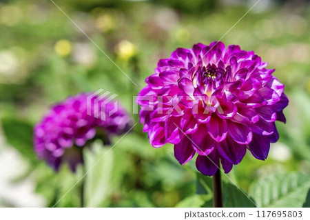 Summer park: Vividly blooming dahlias, Kawanishi Dahlia Garden, Kawanishi Town, Yamagata Prefecture Summer park: Vividly blooming dahlias, Kawanishi Dahlia Garden, Kawanishi Town, Yamagata Prefecture 117695803