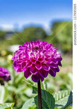 Summer park: Vividly blooming dahlias, Kawanishi Dahlia Garden, Kawanishi Town, Yamagata Prefecture Summer park: Vividly blooming dahlias, Kawanishi Dahlia Garden, Kawanishi Town, Yamagata Prefecture 117695805