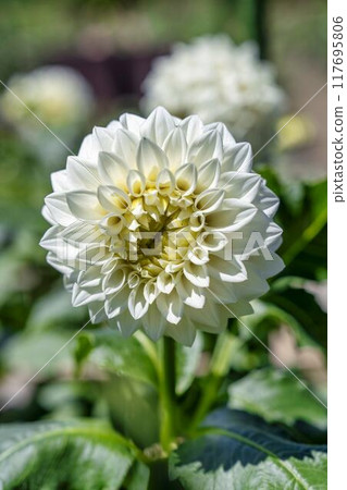 夏日公園,盛開的大麗花,山形縣川西町川西大麗花花園 夏日公園,盛開的大麗花,山形縣川西町川西大麗花花園 117695806