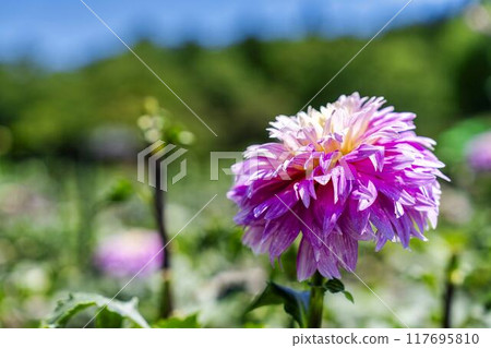 Summer park: Vividly blooming dahlias, Kawanishi Dahlia Garden, Kawanishi Town, Yamagata Prefecture Summer park: Vividly blooming dahlias, Kawanishi Dahlia Garden, Kawanishi Town, Yamagata Prefecture 117695810