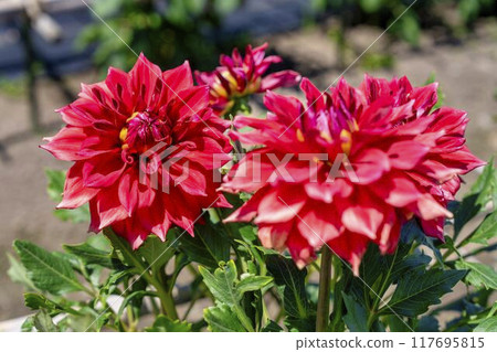 Summer park: Vividly blooming dahlias, Kawanishi Dahlia Garden, Kawanishi Town, Yamagata Prefecture Summer park: Vividly blooming dahlias, Kawanishi Dahlia Garden, Kawanishi Town, Yamagata Prefecture 117695815
