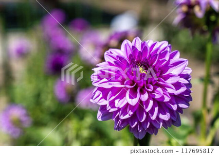 Summer park: Vividly blooming dahlias, Kawanishi Dahlia Garden, Kawanishi Town, Yamagata Prefecture 117695817
