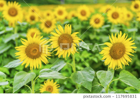 Summer at Sannokura Highlands (ski resort) Sunflower fields Kitakata City, Fukushima Prefecture 117695831