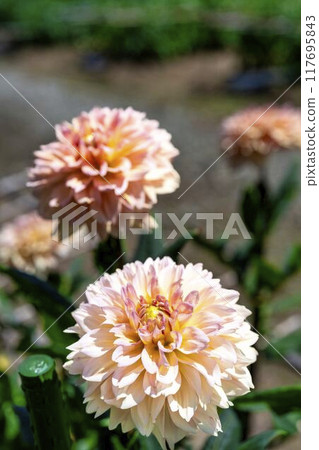 Summer park: Vividly blooming dahlias, Kawanishi Dahlia Garden, Kawanishi Town, Yamagata Prefecture 117695843