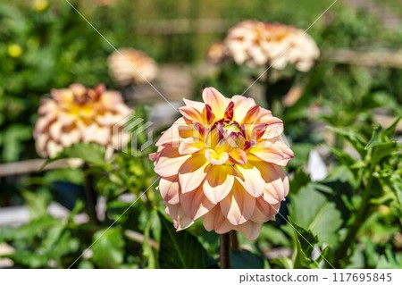 Summer park: Vividly blooming dahlias, Kawanishi Dahlia Garden, Kawanishi Town, Yamagata Prefecture Summer park: Vividly blooming dahlias, Kawanishi Dahlia Garden, Kawanishi Town, Yamagata Prefecture 117695845