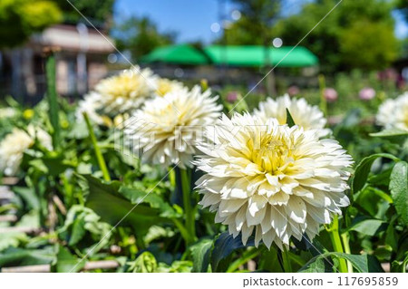Summer park: Vividly blooming dahlias, Kawanishi Dahlia Garden, Kawanishi Town, Yamagata Prefecture Summer park: Vividly blooming dahlias, Kawanishi Dahlia Garden, Kawanishi Town, Yamagata Prefecture 117695859