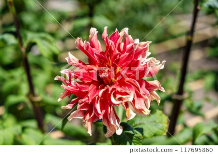 Summer park: Vividly blooming dahlias, Kawanishi Dahlia Garden, Kawanishi Town, Yamagata Prefecture 117695860