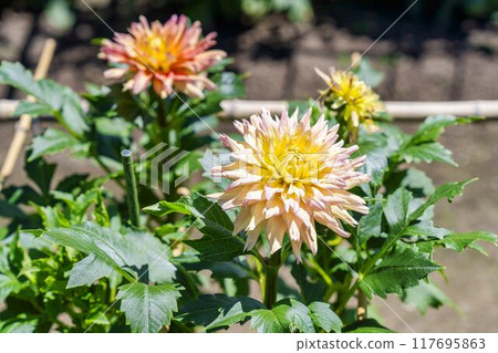 Summer park: Vividly blooming dahlias, Kawanishi Dahlia Garden, Kawanishi Town, Yamagata Prefecture Summer park: Vividly blooming dahlias, Kawanishi Dahlia Garden, Kawanishi Town, Yamagata Prefecture 117695863