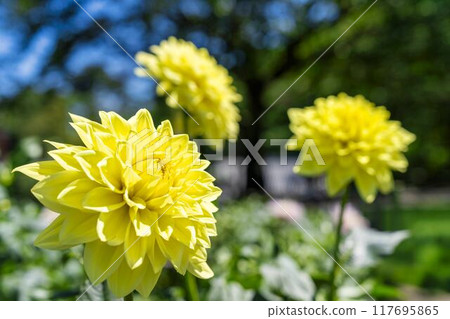 夏日公園，盛開的大麗花，山形縣川西町川西大麗花花園 117695865