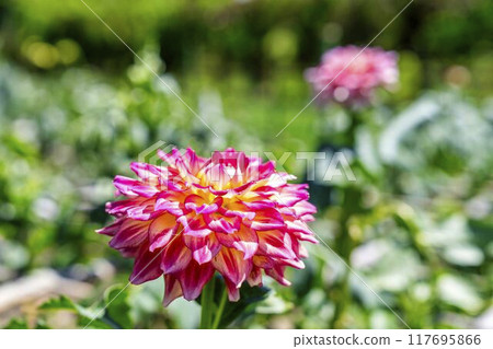 夏日公園，盛開的大麗花，山形縣川西町川西大麗花花園 117695866