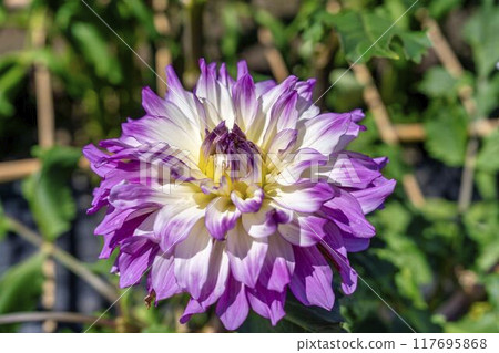 Summer park: Vividly blooming dahlias, Kawanishi Dahlia Garden, Kawanishi Town, Yamagata Prefecture Summer park: Vividly blooming dahlias, Kawanishi Dahlia Garden, Kawanishi Town, Yamagata Prefecture 117695868