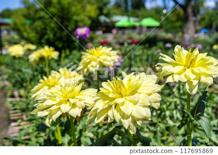 Summer park: Vividly blooming dahlias, Kawanishi Dahlia Garden, Kawanishi Town, Yamagata Prefecture 117695869