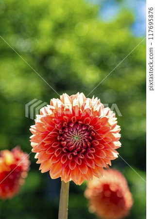 Summer park: Vividly blooming dahlias, Kawanishi Dahlia Garden, Kawanishi Town, Yamagata Prefecture Summer park: Vividly blooming dahlias, Kawanishi Dahlia Garden, Kawanishi Town, Yamagata Prefecture 117695876