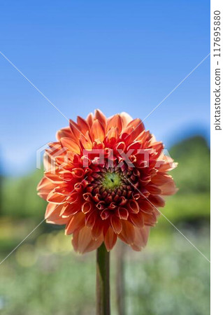 Summer park: Vividly blooming dahlias, Kawanishi Dahlia Garden, Kawanishi Town, Yamagata Prefecture 117695880