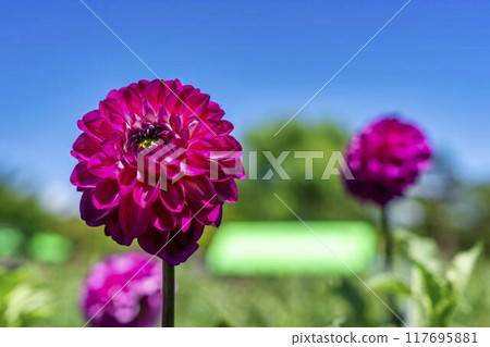 Summer park: Vividly blooming dahlias, Kawanishi Dahlia Garden, Kawanishi Town, Yamagata Prefecture 117695881