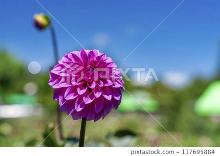Summer park: Vividly blooming dahlias, Kawanishi Dahlia Garden, Kawanishi Town, Yamagata Prefecture Summer park: Vividly blooming dahlias, Kawanishi Dahlia Garden, Kawanishi Town, Yamagata Prefecture 117695884