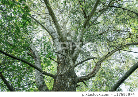 Tall tree with sprawling branches reaching for the clear sky in summer Tall tree with sprawling branches reaching for the clear sky in summer 117695974