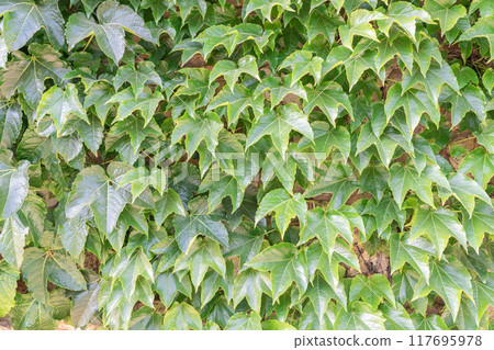 Lush green ivy leaves covering a wall in a sunlit outdoor setting Lush green ivy leaves covering a wall in a sunlit outdoor setting 117695978