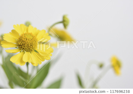 Dumpling chrysanthemum 117696238