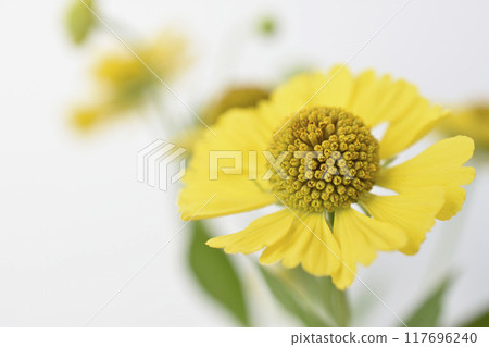 Dumpling chrysanthemum Dumpling chrysanthemum 117696240