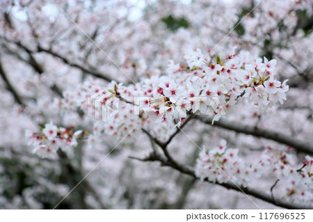 Cherry blossoms Somei Yoshino in full bloom 117696525