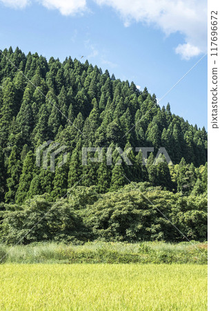 倉吉市關金町里山的雪松景觀 117696672