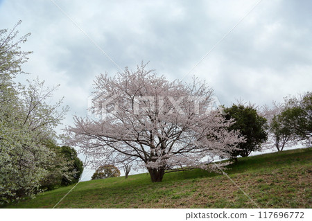 櫻花盛開，染井吉野 117696772