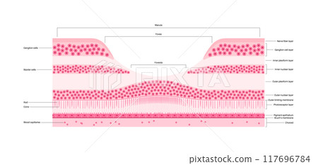 Macula fovea and foveola Macula fovea and foveola 117696784