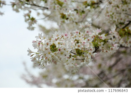 Oshima cherry blossoms in full bloom Oshima cherry blossoms in full bloom 117696843