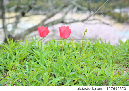 Tulip flowers bloomed 117696850