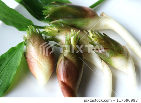 This morning's harvest: Summer ginger This morning's harvest: Summer ginger 117696988