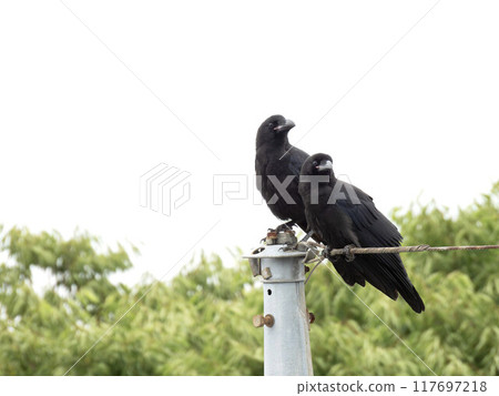 長嘴烏鴉,烏鴉棲息在電線上,幼烏鴉離開巢穴 長嘴烏鴉,烏鴉棲息在電線上,幼烏鴉離開巢穴 117697218