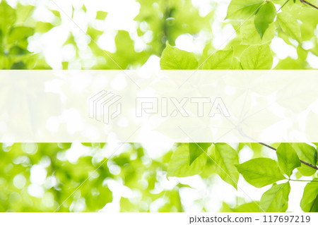 清新的綠植與複製空間 清新的綠植與複製空間 117697219