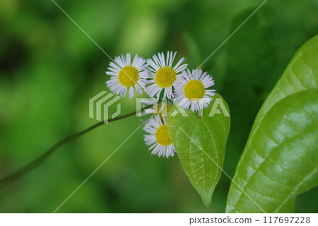 盛夏灌木叢森林地面上的植物 盛夏灌木叢森林地面上的植物 117697228