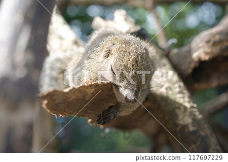 松鼠在樹上熟睡① 117697229