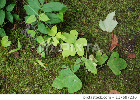 盛夏灌木叢森林地面上的植物 117697230