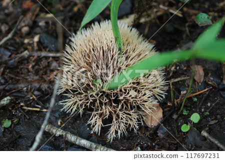 Puffballs growing on the forest floor in midsummer 117697231