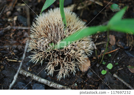 Puffballs growing on the forest floor in midsummer 117697232