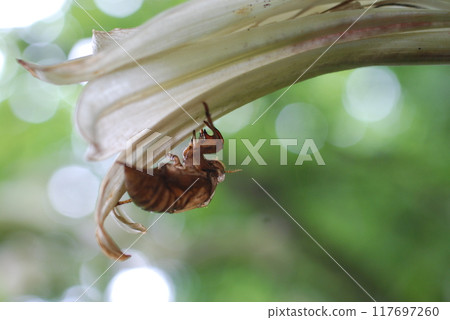 Cicada shells left on a Ubayuri flower 117697260