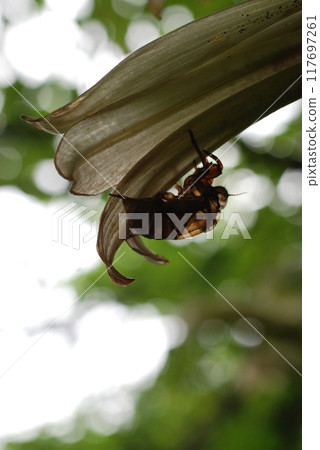 Cicada shells left on a Ubayuri flower 117697261