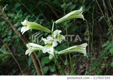 Ubayuri flowers blooming in the shade of a midsummer forest Ubayuri flowers blooming in the shade of a midsummer forest 117697265