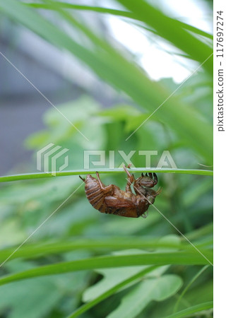 A seasonal feature of summer: Cicada shells left under the grass A seasonal feature of summer: Cicada shells left under the grass 117697274