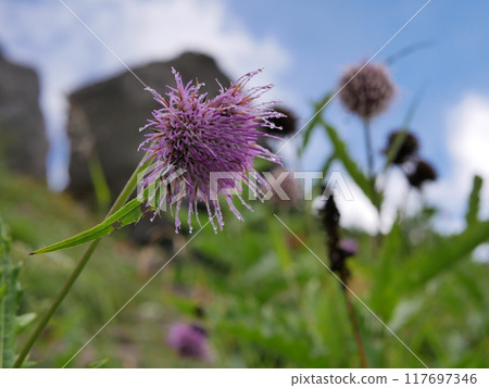 Hakusan thistle in early autumn 117697346