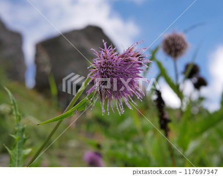 Hakusan thistle in early autumn Hakusan thistle in early autumn 117697347