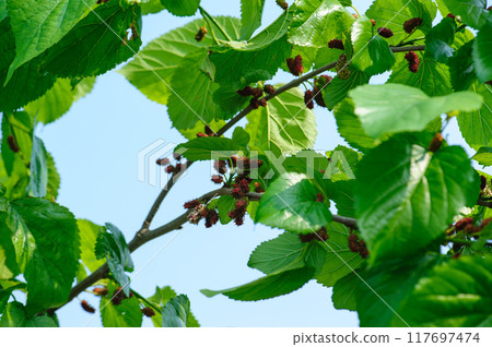 Mulberry growing on tree in spring Mulberry growing on tree in spring 117697474
